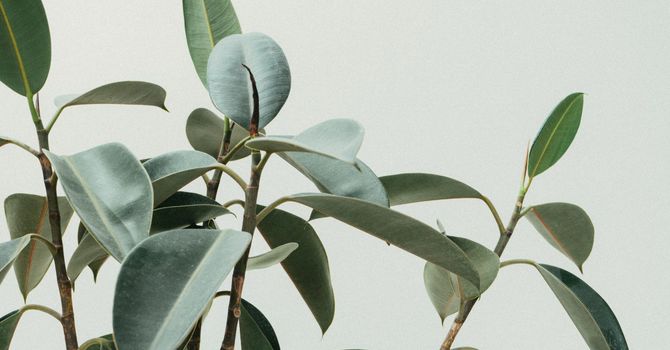 Psychiatric Mental Health Care